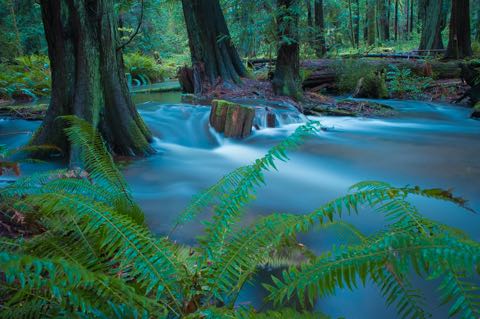 Elder Cedar Stream