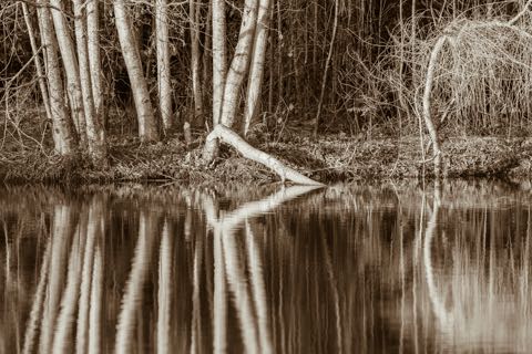 Pond Reflections