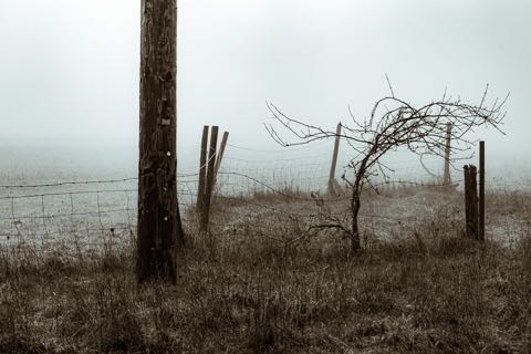 Gabriola Fog