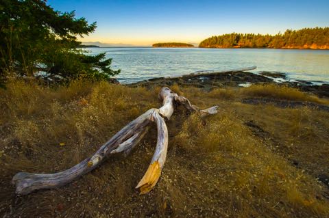 Drumbeg Driftwood