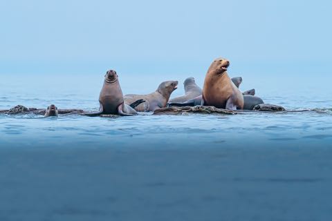 Sea Lions