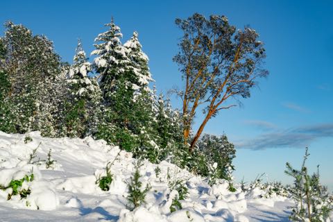 Gabriola Winter